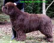 Превью фото № 234982