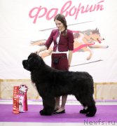 Превью фото № 234991