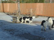 Превью фото № 234993