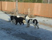 Превью фото № 234994