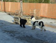 Превью фото № 234996