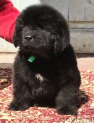 Превью фото № 235075