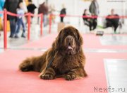 Превью фото № 235083