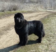 Превью фото № 235105