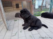 Превью фото № 235161