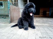 Превью фото № 235162