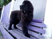 Превью фото № 235168