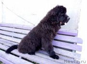 Превью фото № 235169