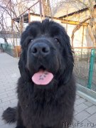 Превью фото № 235198