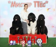 Превью фото № 235239