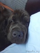 Превью фото № 235242