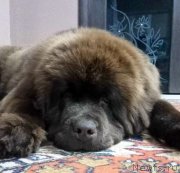 Превью фото № 235251