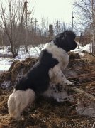 Превью фото № 235259