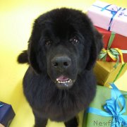 Превью фото № 235276