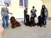 Превью фото № 235308