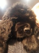 Превью фото № 235332