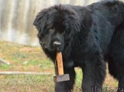 Превью фото № 235366