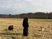 Превью фото № 235410