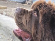 Превью фото № 235414