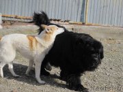 Превью фото № 235417