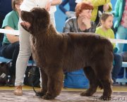 Превью фото № 235429