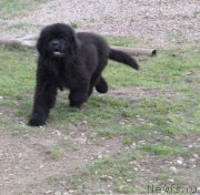 Превью фото № 235435