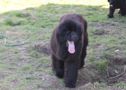 Превью фото № 235461