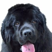 Превью фото № 235477