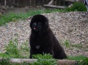 Превью фото № 235484