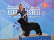 Превью фото № 235515