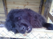 Превью фото № 235524