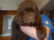 Превью фото № 235554