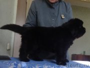 Превью фото № 235563