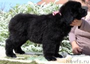 Превью фото № 235575