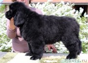 Превью фото № 235582