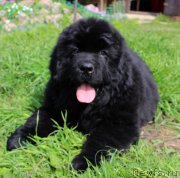 Превью фото № 235584