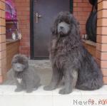 Превью фото № 2356