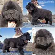 Превью фото № 235620