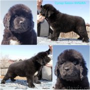 Превью фото № 235622