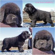 Превью фото № 235624