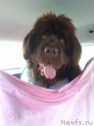 Превью фото № 235646