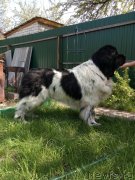 Превью фото № 235725