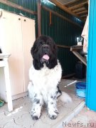 Превью фото № 235727