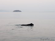 Превью фото № 235730