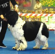 Превью фото № 235739