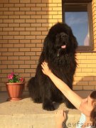 Превью фото № 235763