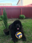 Превью фото № 235764