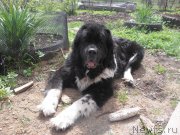 Превью фото № 235832