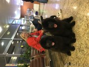 Превью фото № 235835