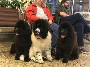 Превью фото № 235836